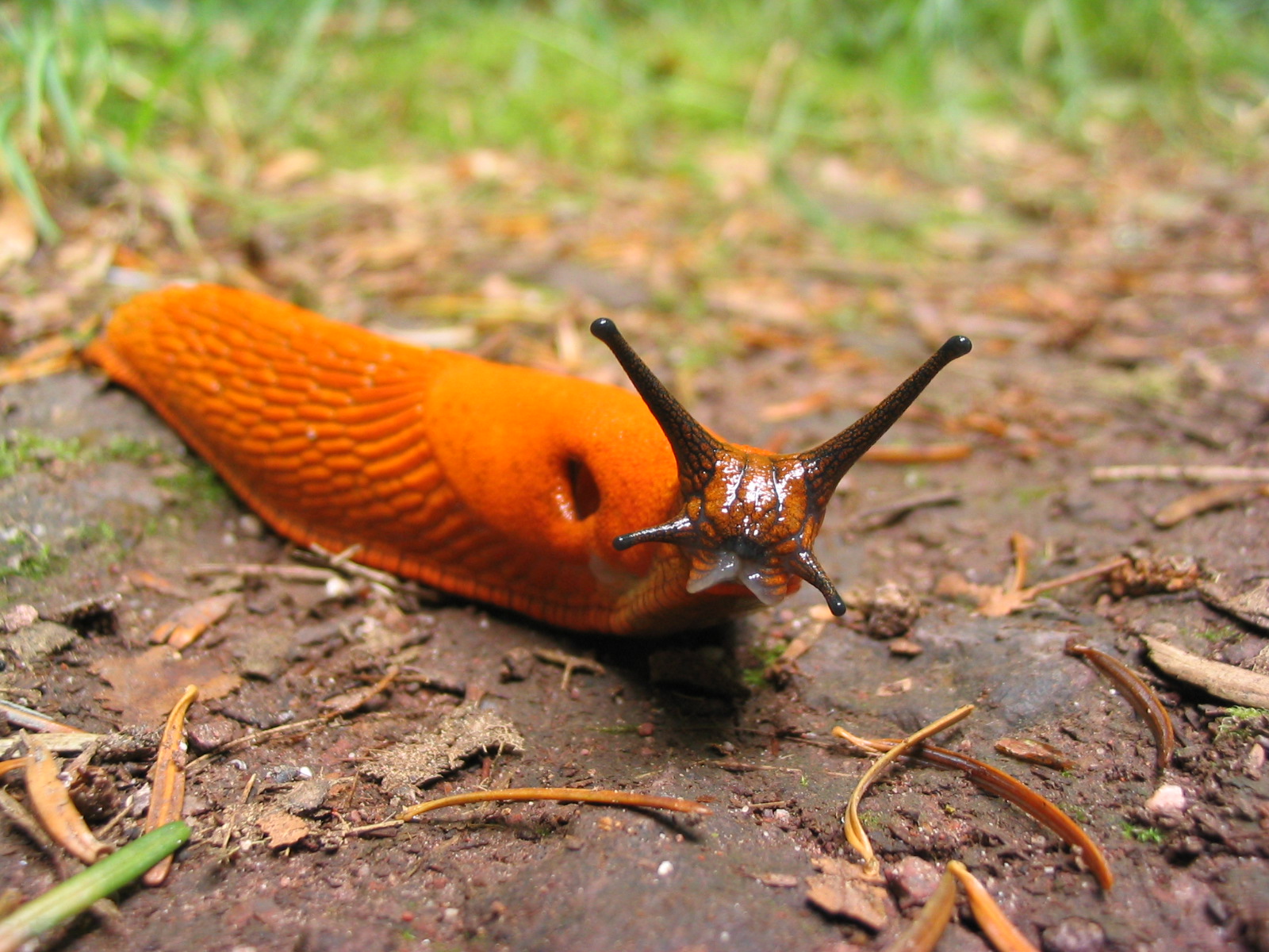 orange slug